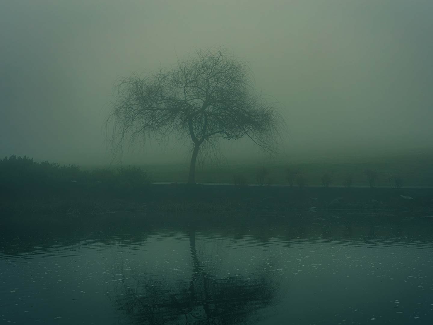 Tree in Fog by Pond