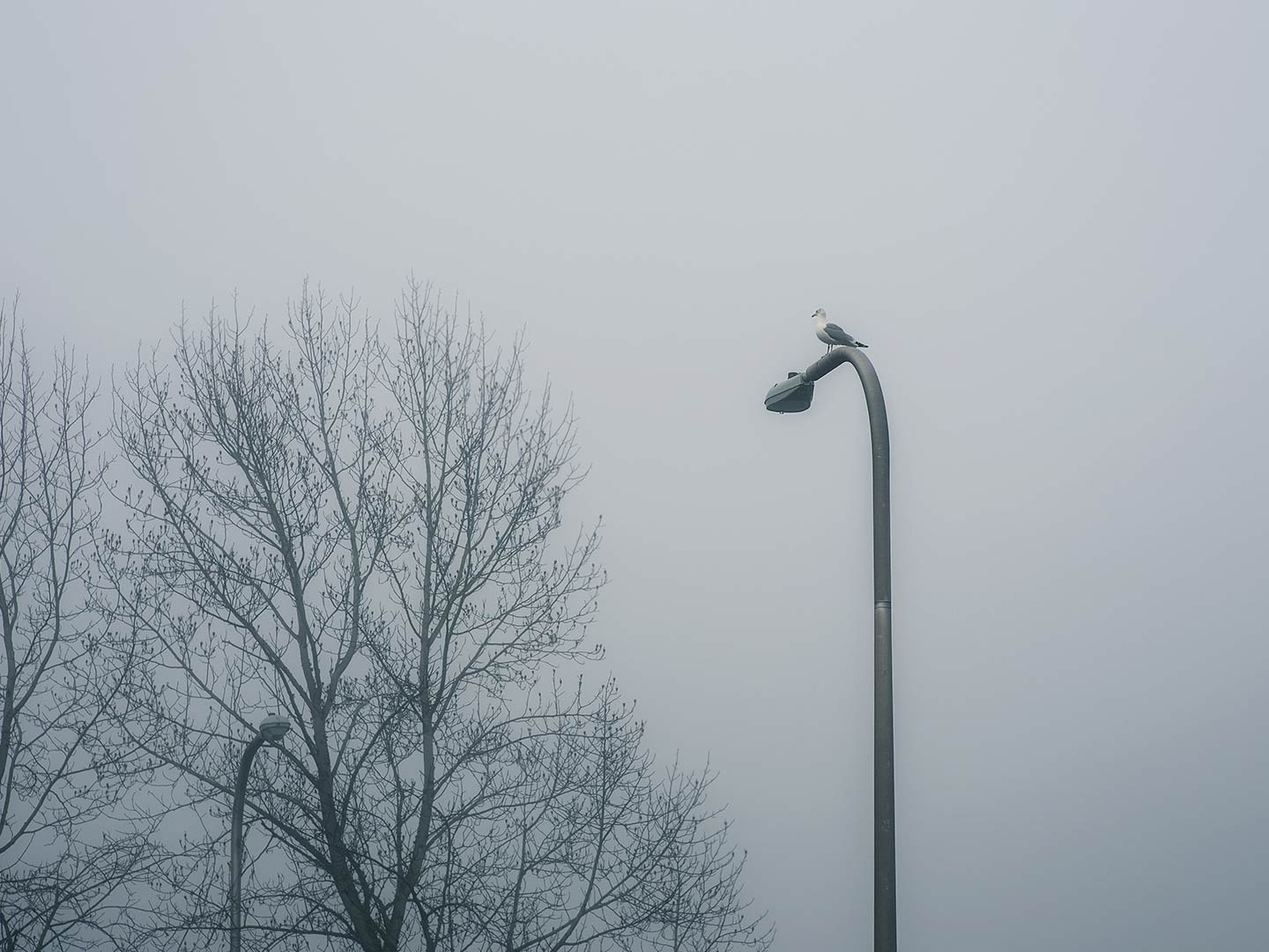 Bird on a Lighpost in Fog